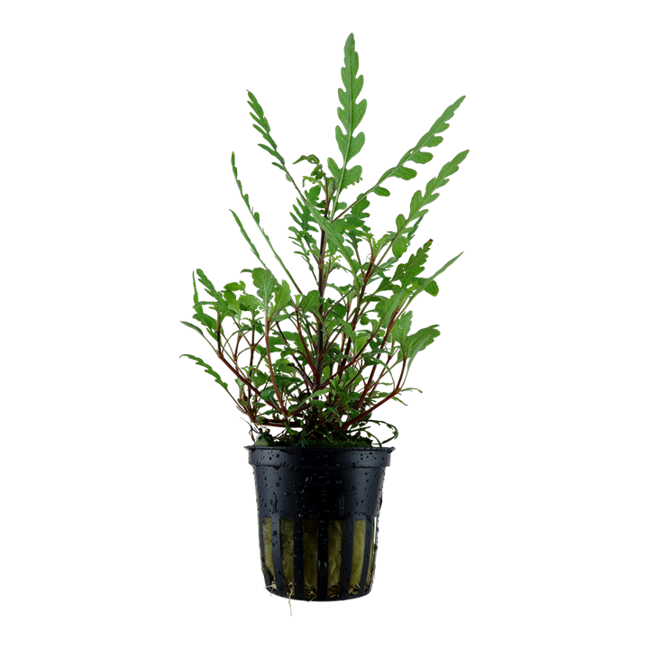 Healthy Hygrophila pinnatifida aquatic plant from Cuboid Nature Aquarium, showcasing lush green leaves suitable for freshwater aquariums.