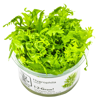Healthy Hygrophila Odora aquatic plant from Cuboid Nature Aquarium, with vibrant green leaves suitable for freshwater aquariums.