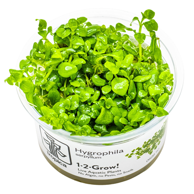 Healthy Hygrophila serpyllum aquatic plant from Cuboid Nature Aquarium, showcasing vibrant green leaves and lush growth.