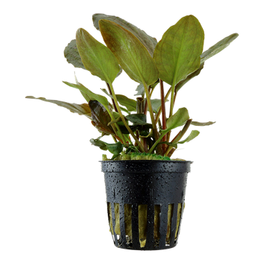 Healthy Lagenandra Meeboldii Red aquatic plant from Cuboid Nature Aquarium, showcasing vibrant red leaves and lush green foliage.