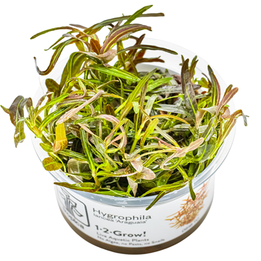 Hygrophila Lancea Araguaia