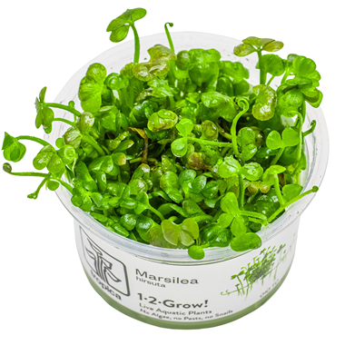 Healthy Marsilea Hirsuta aquatic plant from Cuboid Nature Aquarium, showcasing lush green leaves suitable for freshwater aquariums.