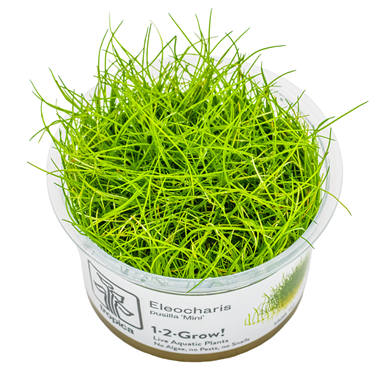 Mini Dwarf Hairgrass (Pusilla)