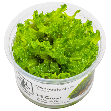 Fresh Monosolenium tenerum aquatic plant from Cuboid Nature Aquarium, showcasing vibrant green, lush aquatic foliage for aquariums.