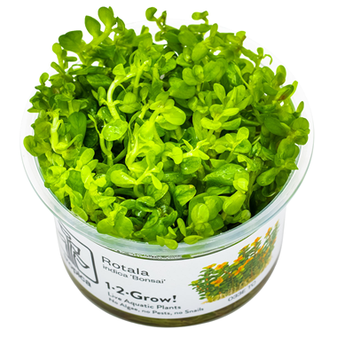 Healthy Rotala Indica bonsai plant from Cuboid Nature Aquarium, with vibrant green stems and delicate leaves for aquascaping.