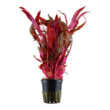 Alternanthera Reineckii Pink