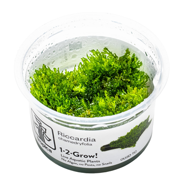 Coral Moss
