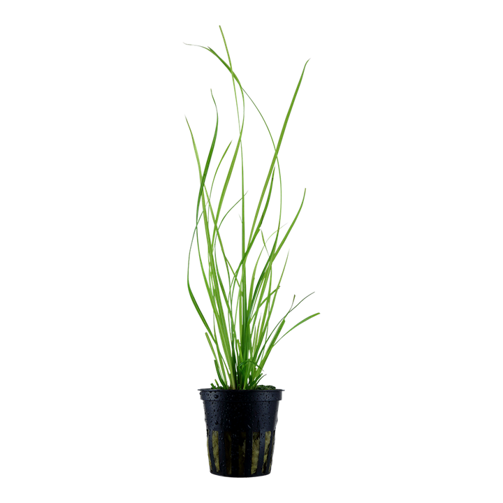 Healthy Cyperus helferi aquatic plant from Cuboid Nature Aquarium, with lush green foliage and slender stems.