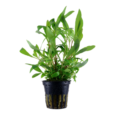 Healthy Hygrophila corymbosa 'Siamensis 53B' aquatic plant from Cuboid Nature Aquarium, featuring lush green leaves and upright growth.