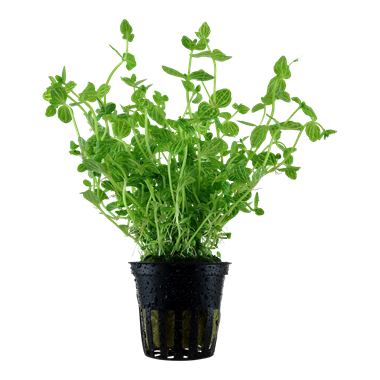 Healthy Lindernia rotundifolia aquatic plant from Cuboid Nature Aquarium, showcasing lush green leaves and vibrant growth.