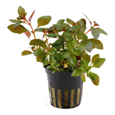 Healthy Ludwigia Repens Rubin aquatic plant from WaterScape, showcasing vibrant red and green leaves for freshwater aquariums.