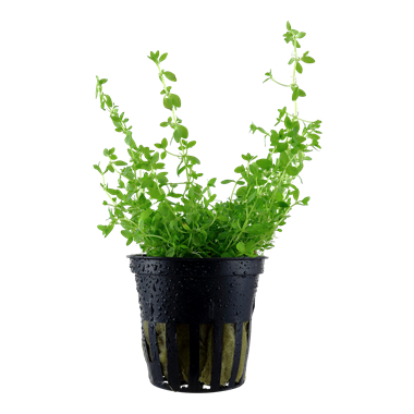Micranthemum glomeratum
