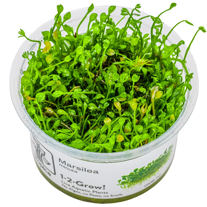 Marsilea minuta