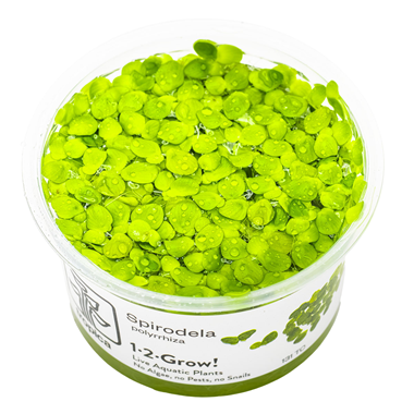 Greater Duckweed