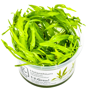 Broad Leaf Chain Sword plant from Cuboid Nature Aquarium, showcasing vibrant green leaves ideal for freshwater aquariums.