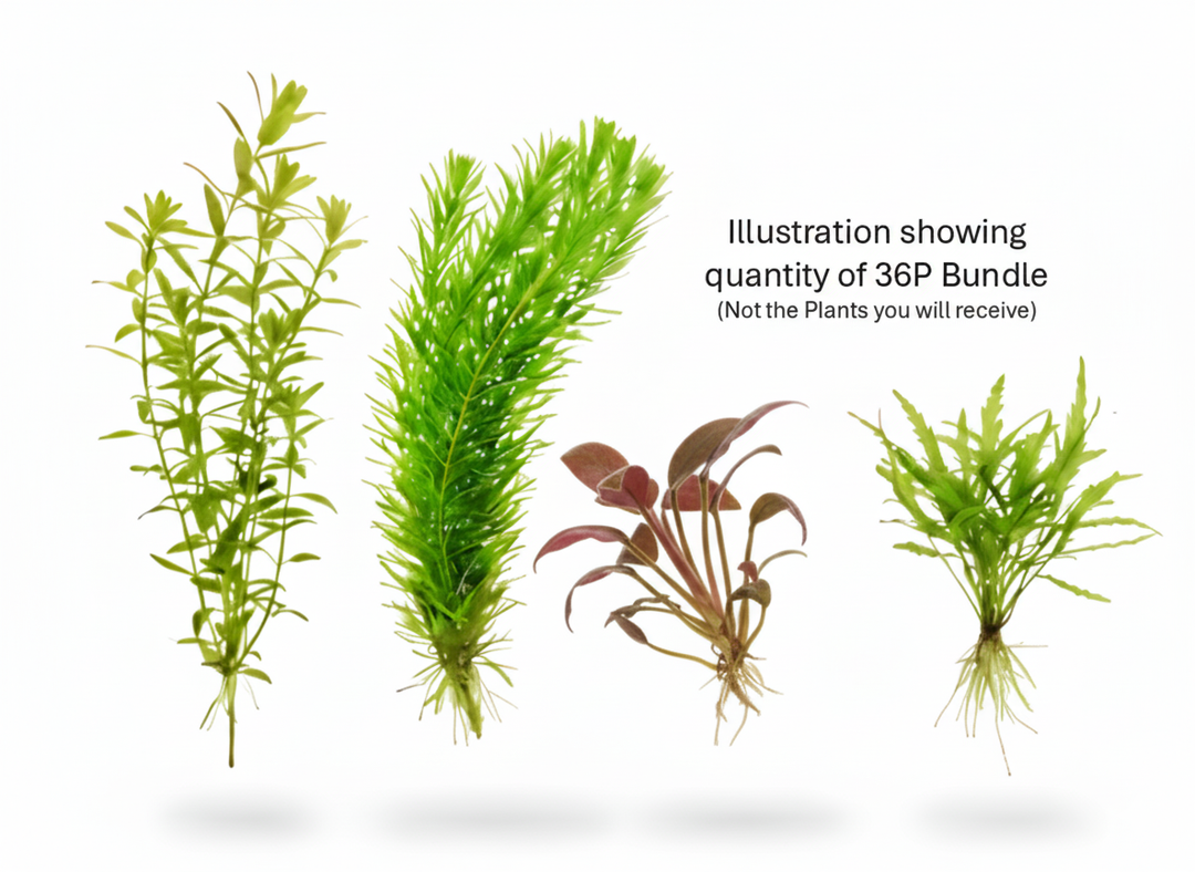 Cuboid Easy Plant Bundles