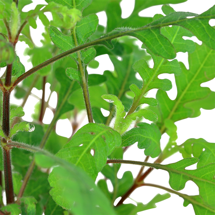 Healthy Hygrophila pinnatifida aquatic plant from Cuboid Nature Aquarium, featuring lush green, finely serrated leaves.