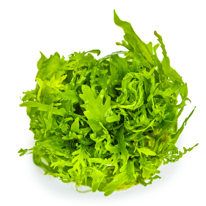 Healthy Hygrophila Odora aquatic plant from Cuboid Nature Aquarium, with lush green leaves suitable for freshwater aquariums.