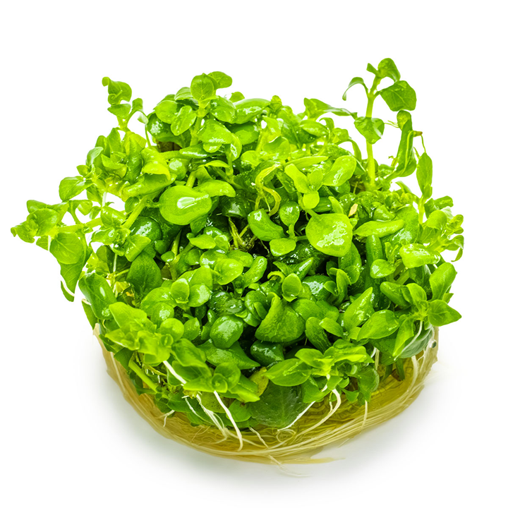 Healthy Hygrophila serphyllum aquatic plant from Cuboid Nature Aquarium, showcasing vibrant green leaves and lush growth.