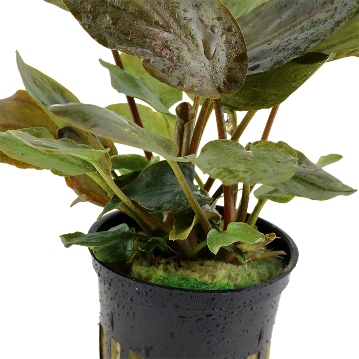 Red Lagenandra Meeboldii plant from Cuboid Nature Aquarium, showcasing vibrant red leaves and lush aquatic foliage.
