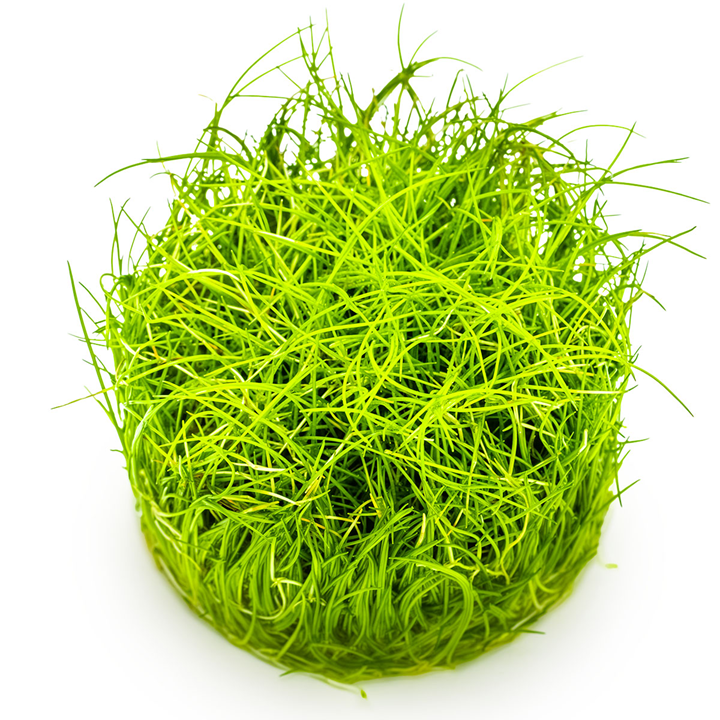 Mini Dwarf Hairgrass (Pusilla)