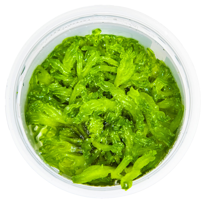 Fresh Monosolenium tenerum aquatic plant from Cuboid Nature Aquarium, showcasing lush, bright green foliage for freshwater aquariums.