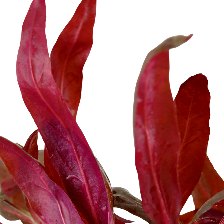 Alternanthera Reineckii Pink
