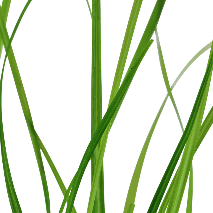 Healthy Cyperus helferi aquatic plant from Cuboid Nature Aquarium, showcasing green, grass-like foliage suitable for freshwater aquariums.