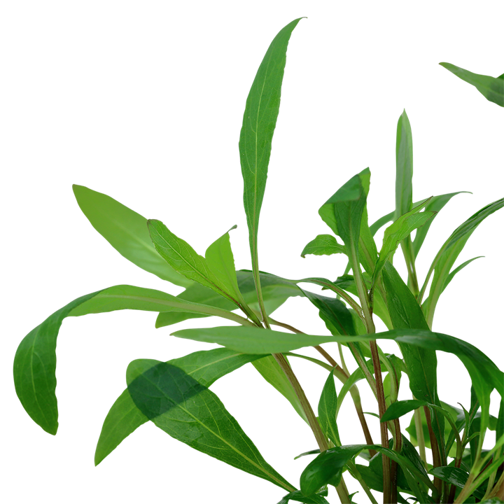 Healthy Hygrophila corymbosa 'Siamensis 53B' aquatic plant with lush green leaves, ideal for freshwater aquariums.