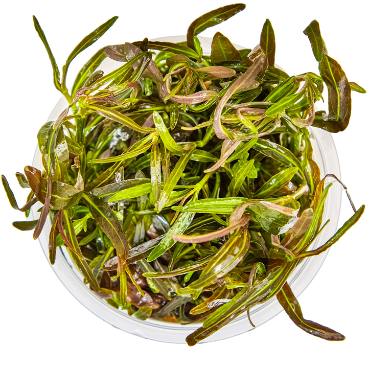 Hygrophila Lancea Araguaia