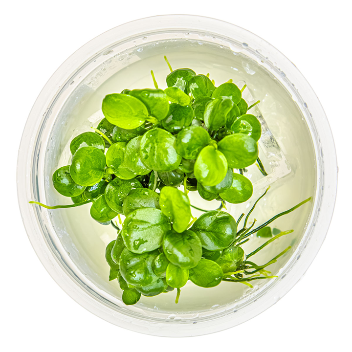 Anubias Barteri Mini Coin
