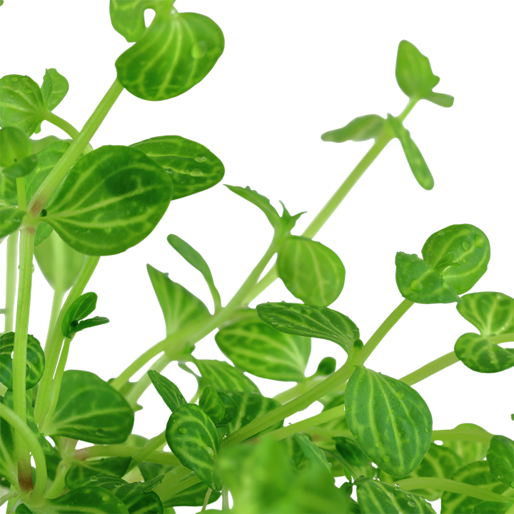 Healthy Lindernia rotundifolia aquatic plant from Cuboid Nature Aquarium, showcasing vibrant green leaves and lush growth.