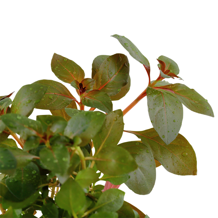 WaterScape Ludwigia Repens Rubin aquatic plant with vibrant red and green leaves for freshwater aquariums.