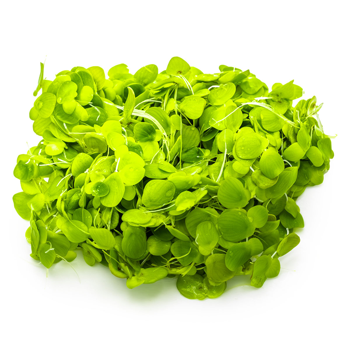 Greater Duckweed