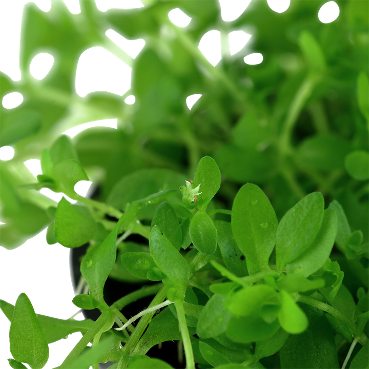 Micranthemum glomeratum
