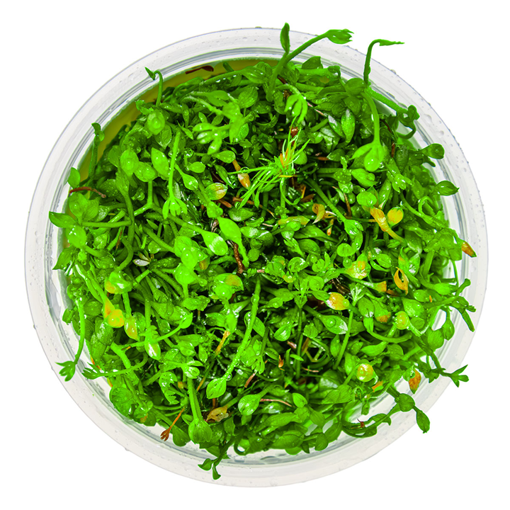 Marsilea minuta