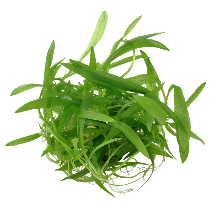 Broad Leaf Chain Sword plant from Cuboid Nature Aquarium with lush green, broad leaves ideal for freshwater aquariums.