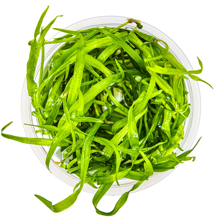 WaterScape Dwarf Chain Sword plant, a lush green aquatic plant with fine, chain-like leaves, suitable for freshwater aquariums.