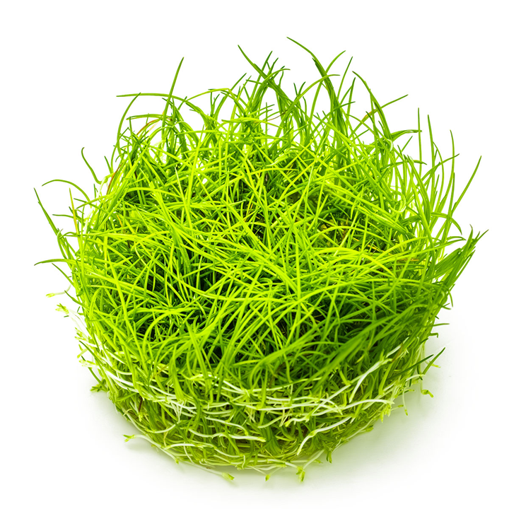 Dwarf Hairgrass (acicularis)