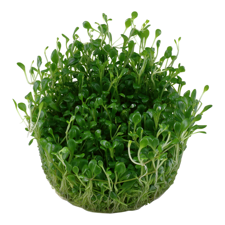 Healthy Glossostigma Elatinoides aquatic plant from Cuboid Nature Aquarium, showcasing lush green growth on a planted aquarium substrate.