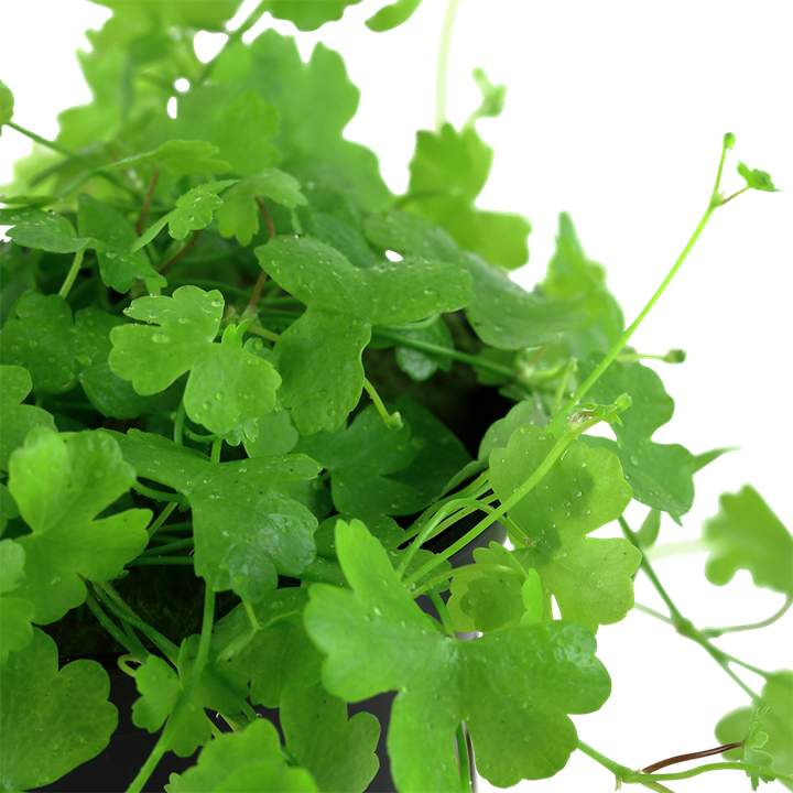Healthy Hydrocotyle tripartita aquatic plant from Cuboid Nature Aquarium, showcasing vibrant green, tripartite leaves for freshwater aquariums.