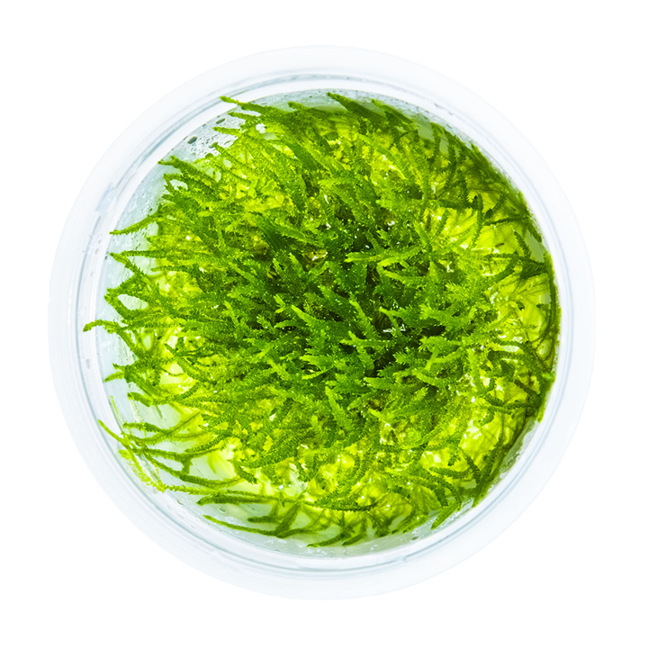 Bogor Moss