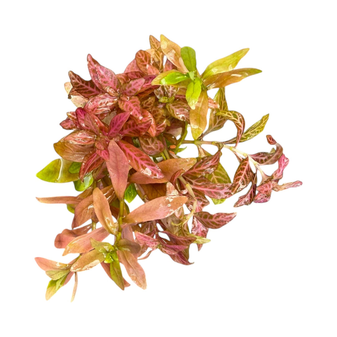 Hygrophila rosanervis