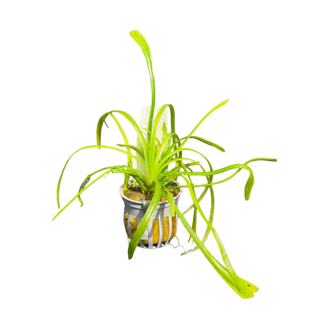 Dwarf Sagittaria Narrowleaf
