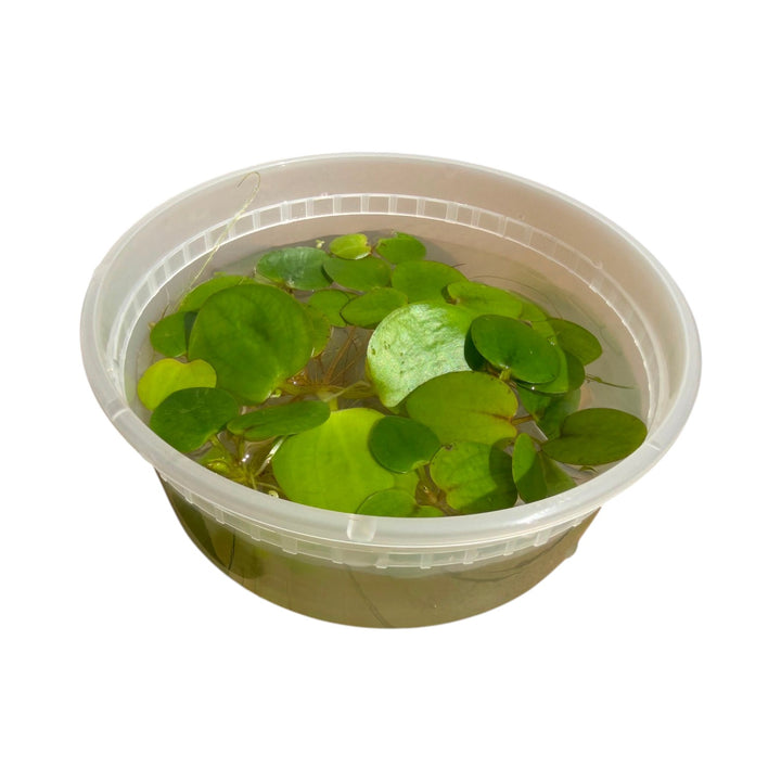 Amazon Frogbit