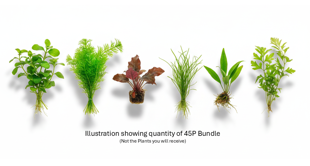 Cuboid Easy Plant Bundles