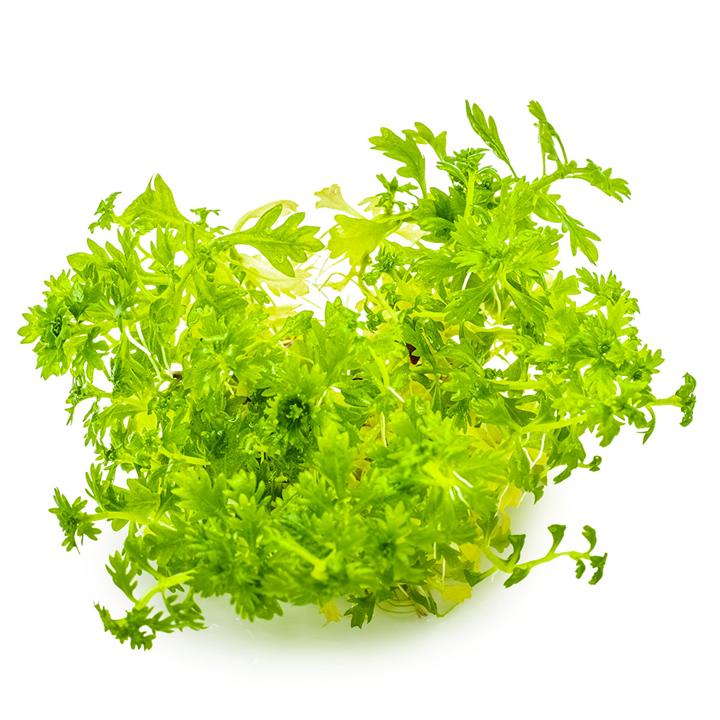 Hottonia palustris