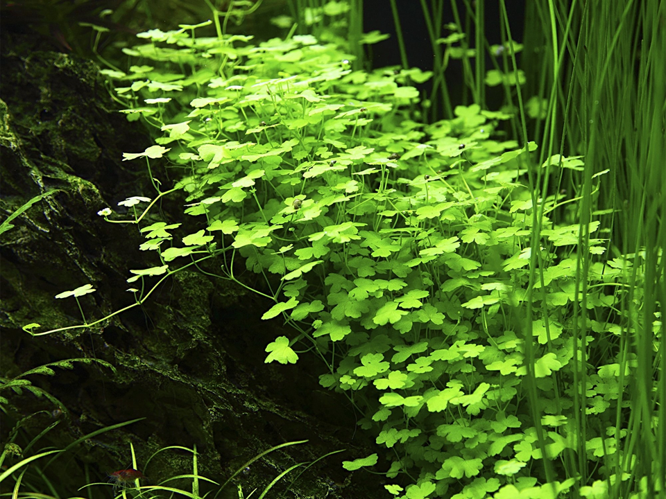 Hydrocotyle tripartita aquatic plant from Cuboid Nature Aquarium, showing lush green, three-lobed leaves ideal for freshwater aquariums.