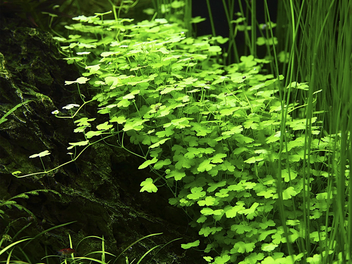 Hydrocotyle tripartita aquatic plant from Cuboid Nature Aquarium, showing lush green, three-lobed leaves ideal for freshwater aquariums.