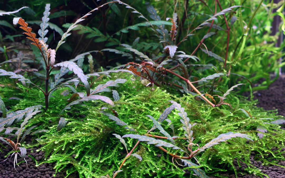 Healthy Hygrophila pinnatifida aquatic plant from Cuboid Nature Aquarium, featuring vibrant green, finely textured leaves.